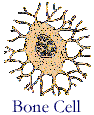 Bone Cell